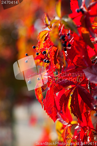 Image of red autumn leaves