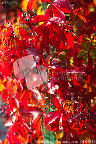 Image of red autumn leaves