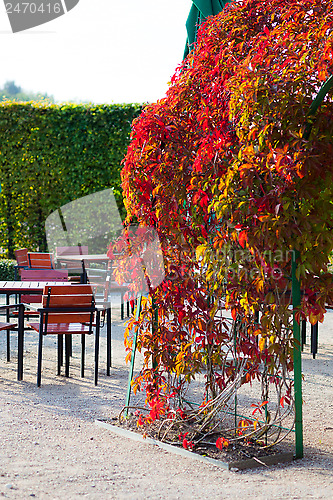 Image of red autumn leaves