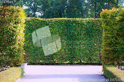 Image of garden bushes