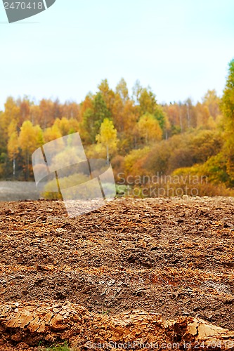 Image of cornfield in autumn