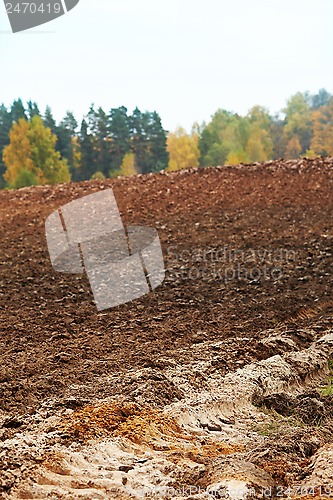 Image of cornfield in autumn