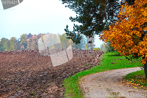 Image of cornfield in autumn