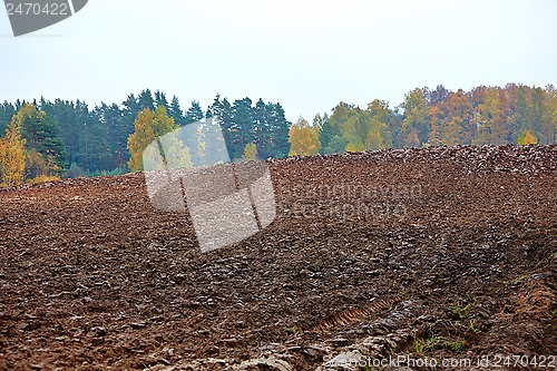 Image of cornfield in autumn