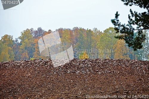 Image of cornfield in autumn