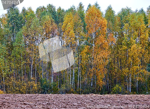 Image of cornfield in autumn