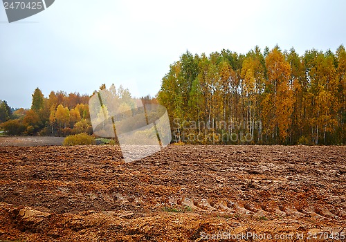 Image of cornfield in autumn