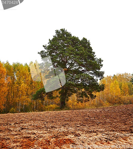 Image of cornfield in autumn