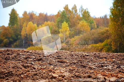 Image of cornfield in autumn