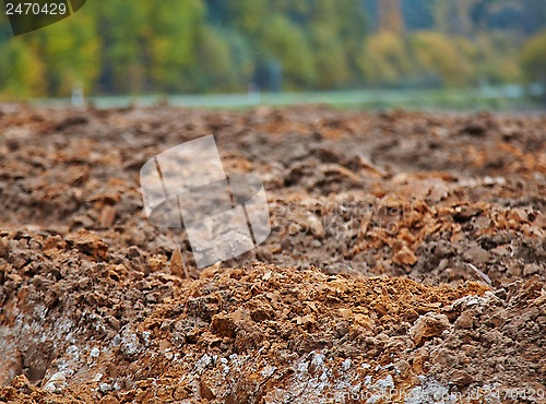 Image of cornfield in autumn