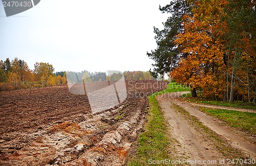 Image of cornfield in autumn