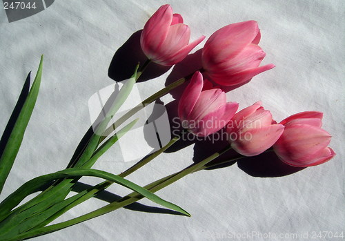 Image of Tulips