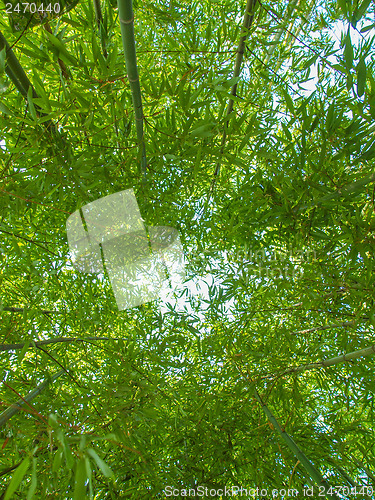 Image of Bamboo plants