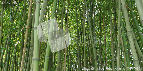 Image of Bamboo picture - panorama