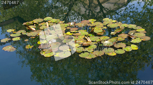 Image of Waterlily