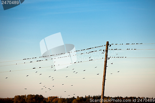 Image of birds on electric wire