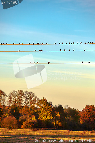 Image of birds on electric wire