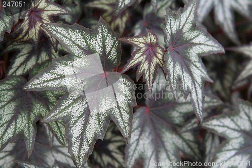 Image of Leaves