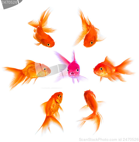 Image of Concept with goldfish