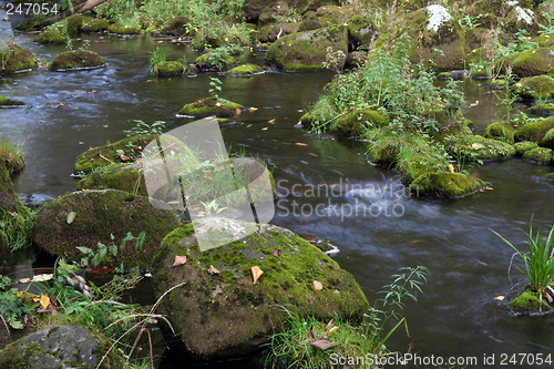 Image of River in forest