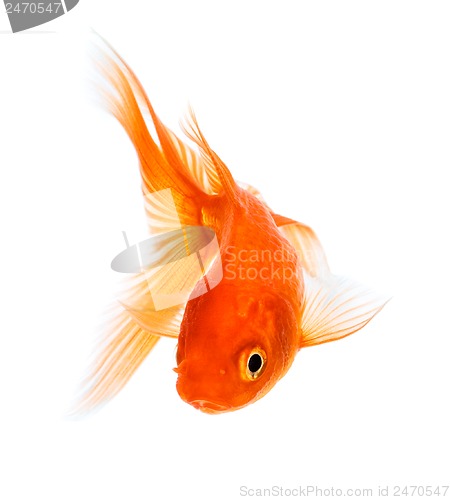 Image of Goldfish