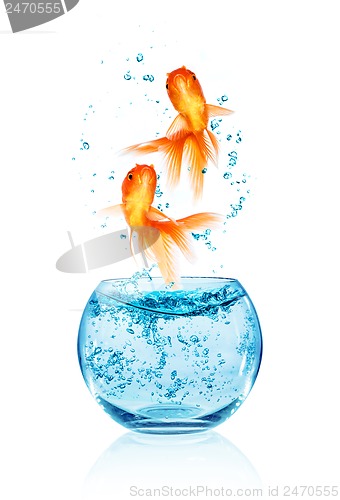 Image of Goldfish jumping.