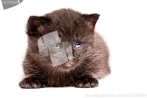 Image of little kitten