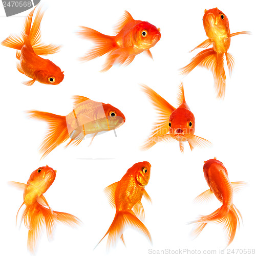 Image of Goldfish