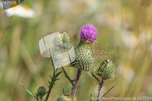 Image of Cirsium