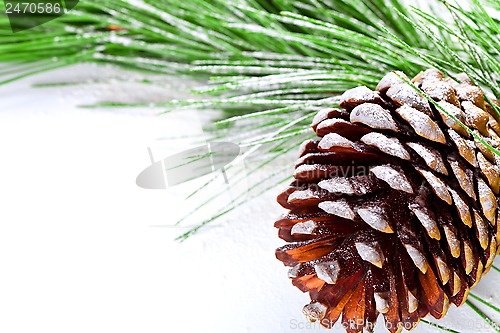 Image of fir tree branch with pinecone