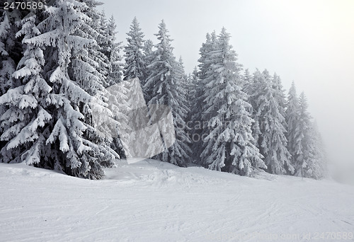 Image of Winter forest