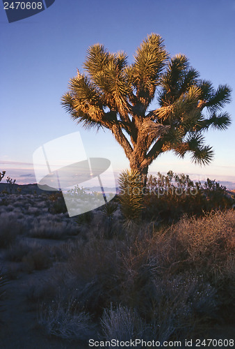 Image of Joshua Tree