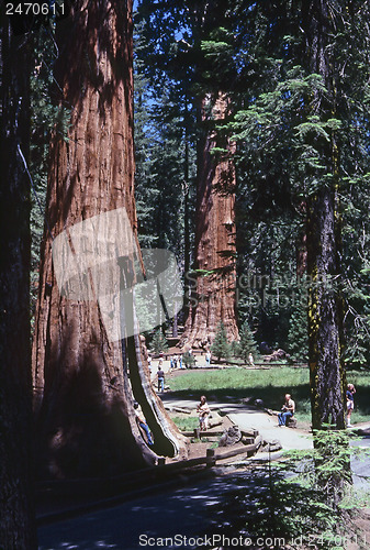 Image of Sequoia