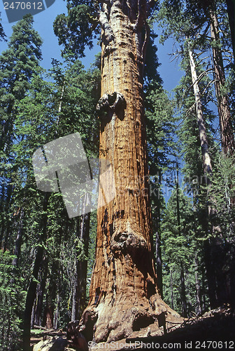 Image of Sequoia