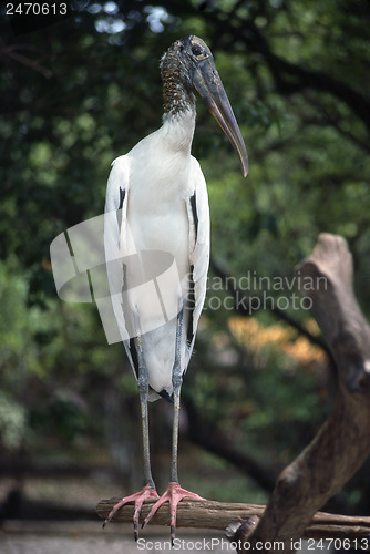 Image of Ibis