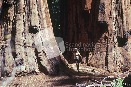 Image of Sequoia