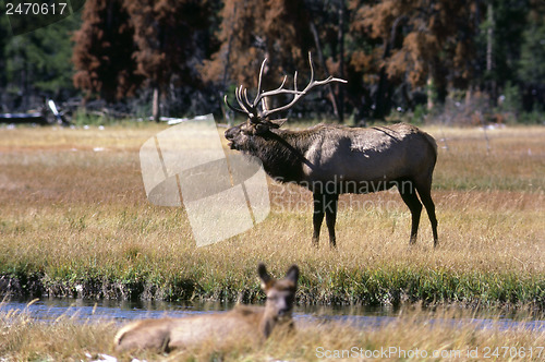 Image of Elk