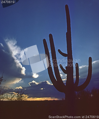 Image of Saguaro