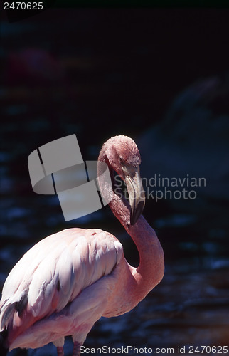 Image of Flamingo