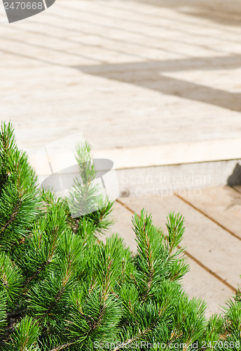 Image of dwarf mountain pine in landscaping the Park