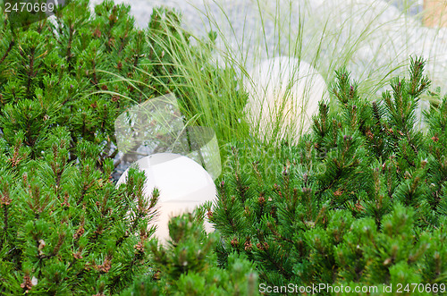 Image of dwarf mountain pine in landscaping the Park