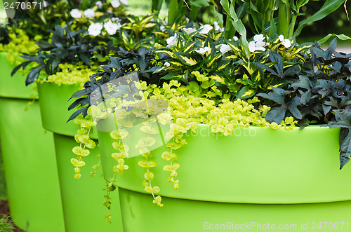 Image of Large plant pots with flowers in the garden, close-up  
