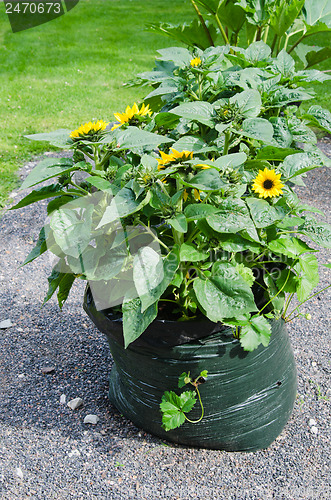 Image of Sunflowers grow in a bag from under garbage