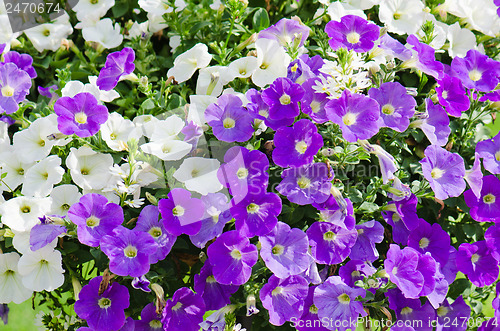 Image of Beautiful white and purple petunia flowers close up