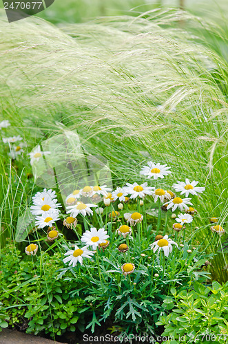 Image of White daisies on a bed with other plants, close-up 