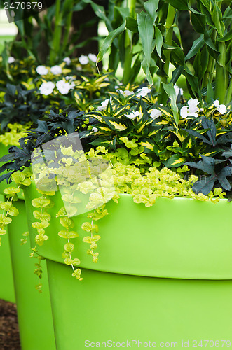 Image of Large plant pots with flowers in the garden, close-up  
