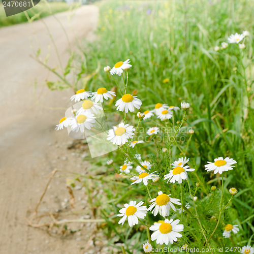 Image of White camomiles at road, a close up