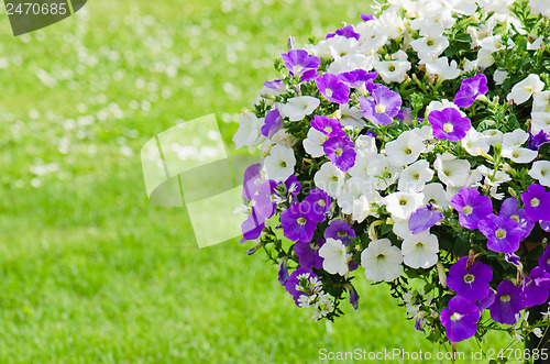 Image of Beautiful white and purple petunia flowers close up