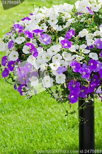 Image of Beautiful white and purple petunia flowers close up