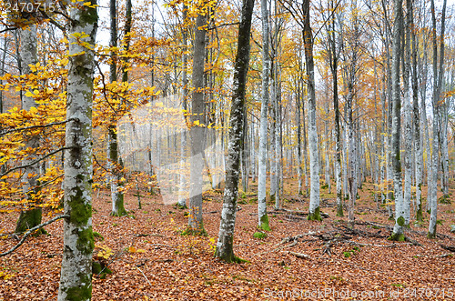 Image of Autumnal forest